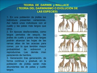TEORIA  DE  DARWIN  y WALLACE  ( TEORIA DEL DARWINISMO O EVOLUCIÓN DE LAS ESPECIES) 1. En una población de jirafas los individuos presentan variaciones. Así habrá unos individuos con el cuello y las patas más largos que otros. 2. En épocas desfavorables, como largos periodos de sequía, las jirafas de cuello y patas más largas podrán alcanzar las hojas de las ramas altas de las acacias para comer, por lo que tendrán mayor probabilidad de sobrevivir y reproducirse. Las demás irían pereciendo de hambre. 3. Generación tras generación, de forma continua y gradual, en la población de jirafas serán más abundantes las de patas y cuello largos. 