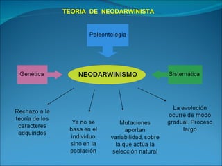 TEORIA  DE  NEODARWINISTA 