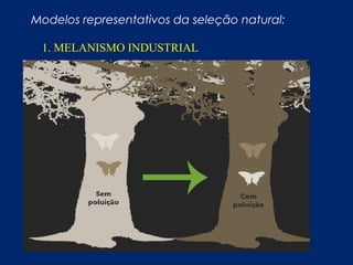 Modelos representativos da seleção natural:
1. MELANISMO INDUSTRIAL
 