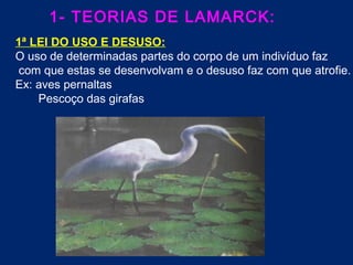 1- TEORIAS DE LAMARCK:
1ª LEI DO USO E DESUSO:
O uso de determinadas partes do corpo de um indivíduo faz
com que estas se desenvolvam e o desuso faz com que atrofie.
Ex: aves pernaltas
Pescoço das girafas
 