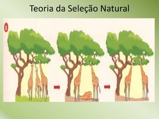 Teoria da Seleção Natural
 