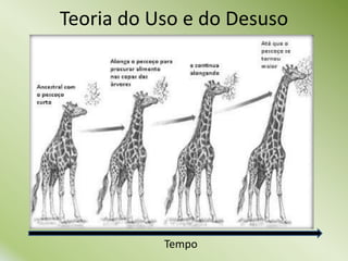 Tempo
Teoria do Uso e do Desuso
 
