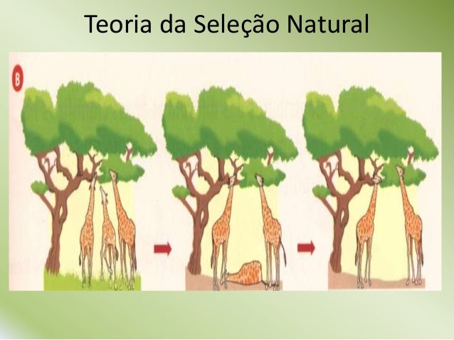 Teorias evolutivas