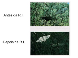 Antes da R.I.




Depois da R.I.
 