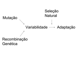Seleção
                      Natural
Mutação

           Variabilidade    Adaptação


Recombinação
Genética
 