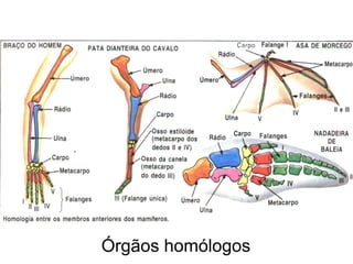 Órgãos homólogos
 