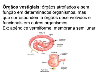 Órgãos vestigiais: órgãos atrofiados e sem
função em determinados organismos, mas
que correspondem a órgãos desenvolvidos e
funcionais em outros organismos
Ex: apêndice vermiforme, membrana semilunar
 
