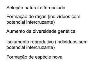 Seleção natural diferenciada
Formação de raças (indivíduos com
potencial intercruzante)
Aumento da diversidade genética

Isolamento reprodutivo (indivíduos sem
potencial intercruzante)

Formação de espécie nova
 