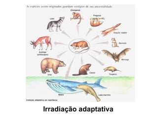 Irradiação adaptativa
 