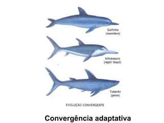 Convergência adaptativa
 