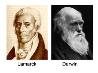 Lamarck   Darwin
 