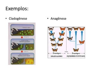 Exemplos:
• Cladogênese • Anagênese
 
