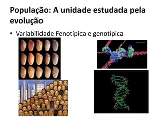 População: A unidade estudada pela
evolução
• Variabilidade Fenotípica e genotípica
 