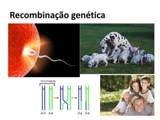 Recombinação genética
 