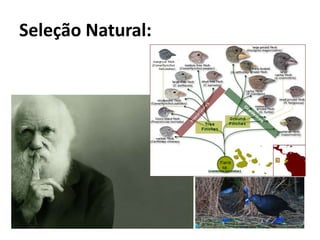 Seleção Natural:
 
