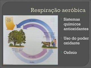    Sistemas
    químicos
    antioxidantes

   Uso do poder
    oxidante

   Ozônio
 