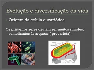    Origem da célula eucariótica

Os primeiros seres deviam ser muitos simples,
 semelhantes às arqueas ( procariota).
 