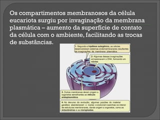 Os compartimentos membranosos da célula
eucariota surgiu por invaginação da membrana
plasmática – aumento da superfície de contato
da célula com o ambiente, facilitando as trocas
de substâncias.
 
