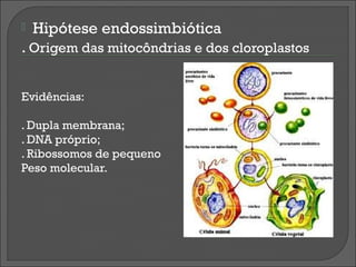    Hipótese endossimbiótica
. Origem das mitocôndrias e dos cloroplastos


Evidências:

. Dupla membrana;
. DNA próprio;
. Ribossomos de pequeno
Peso molecular.
 
