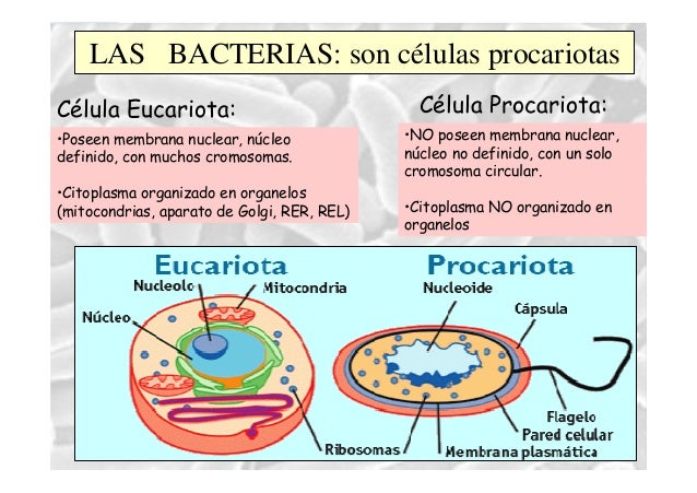 Teoria sobre bacterias