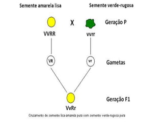 Lei da segregação independente ou lei da
recombinação
   Para realizar essa experiência, Mendel cruzou
    plantas puras de ervilha originadas de sementes
    amarelas e lisas (traços dominantes), com
    plantas puras de ervilha originadas de sementes
    verdes e rugosas (traços recessivos).
   A geração F1 era totalmente constituída por
    sementes amarelas e lisas.
   O resultado da geração F1já era esperado, já que
    as características eram dominantes e os pais
    eram puros.
 