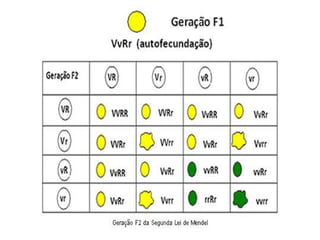 Após o primeiro cruzamento, Mendel
realizou uma autofecundação entre as
plantas originadas das sementes da
geração F1, e obteve como resultado
quatro tipos de sementes: amarelas-
lisas (9/16); amarelas-rugosas (3/16);
verdes-lisas (3/16) e verde-rugosa
(1/16).
 