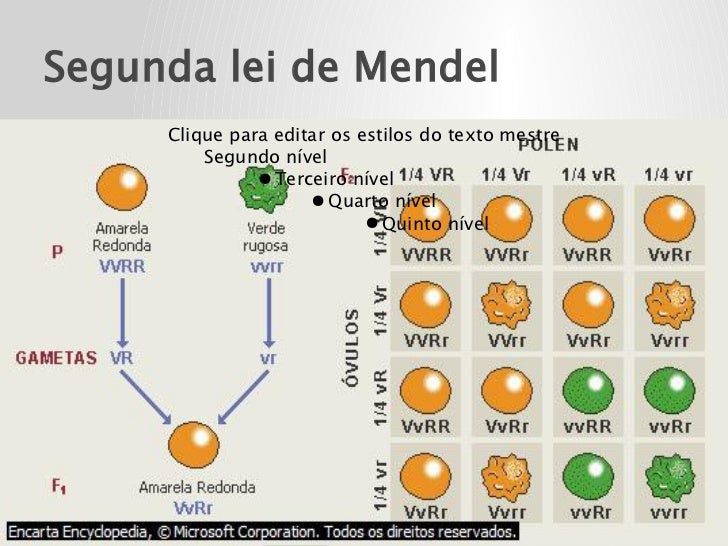 De Acordo Com As Leis De Mendel Individuos Com Genotipo