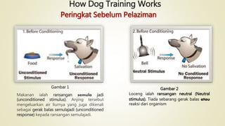 How Dog Training Works
Gambar 1
Makanan ialah ransangan semula jadi
(unconditioned stimulus). Anjing tersebut
mengeluarkan air liurnya yang juga dikenali
sebagai gerak balas semulajadi (unconditioned
response) kepada ransangan semulajadi.
Gambar 2
Loceng ialah ransangan neutral (Neutral
stimulus). Tiada sebarang gerak balas atau
reaksi dari organism
Peringkat Sebelum Pelaziman
 