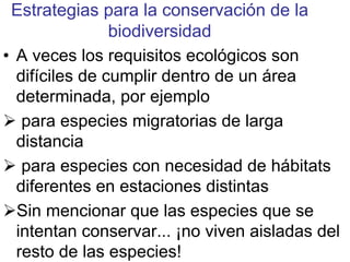 Estrategias para la conservación de la
biodiversidad
• A veces los requisitos ecológicos son
difíciles de cumplir dentro de un área
determinada, por ejemplo
para especies migratorias de larga
distancia
para especies con necesidad de hábitats
diferentes en estaciones distintas
Sin mencionar que las especies que se
intentan conservar... ¡no viven aisladas del
resto de las especies!
 