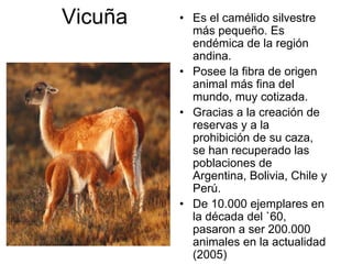 Vicuña • Es el camélido silvestre
más pequeño. Es
endémica de la región
andina.
• Posee la fibra de origen
animal más fina del
mundo, muy cotizada.
• Gracias a la creación de
reservas y a la
prohibición de su caza,
se han recuperado las
poblaciones de
Argentina, Bolivia, Chile y
Perú.
• De 10.000 ejemplares en
la década del `60,
pasaron a ser 200.000
animales en la actualidad
(2005)
 