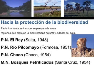Paulatinamente se incorporan parques de otras
regiones que protejan la biodiversidad natural y cultural del país.
P.N. El Rey (Salta, 1948)
P.N. Río Pilcomayo (Formosa, 1951)
P.N. Chaco (Chaco, 1954)
M.N. Bosques Petrificados (Santa Cruz, 1954)
Hacia la protección de la biodiversidad
 