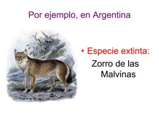 Por ejemplo, en Argentina
• Especie extinta:
Zorro de las
Malvinas
 