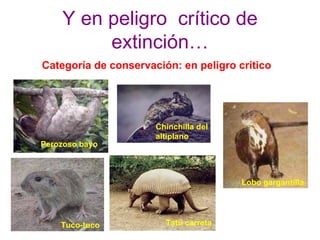 Categoría de conservación: en peligro crítico
Perozoso bayo
Tuco-tuco
Chinchilla del
altiplano
Tatú carreta
Lobo gargantilla
Y en peligro crítico de
extinción…
 