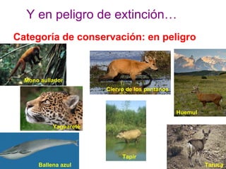 Y en peligro de extinción…
Categoría de conservación: en peligro
Ballena azul
Mono aullador
Huemul
Tapir
Ciervo de los pantanos
Taruca
Yaguareté
 