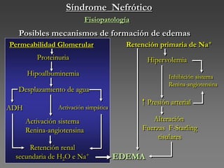 Síndrome Nefrótico
Fisiopatología
Posibles mecanismos de formación de edemas
EDEMA
Permeabilidad Glomerular
Proteinuria
Hipoalbuminemia
Desplazamiento de agua
ADH Activación simpática
Activación sistema
Renina-angiotensina
Retención renal
secundaria de H2O e Na+
Retención primaria de Na+
Hipervolemia
Inhibición sistema
Renina-angiotensina
Presión arterial
Alteración
Fuerzas F-Starling
tisulares
 