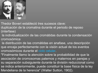 Thedor Boveri estableció tres sucesos clave:
duplicación de la cromatina durante el periodo de reposo
(interfase)
la individualización de las cromátidas durante la condensación
cromosómica
la distribución de las cromátidas en anafase, una descripción
que encaja perfectamente con la visión actual de los eventos
cromosómicos durante el ciclo celular.
"Finalmente llamo la atención sobre la probabilidad de que la
asociación de cromosomas paternos y maternos en parejas y
su separación subsiguiente durante la división reduccional como
se indica anteriormente, puede constituir la base física de la ley
Mendeliana de la herencia" (Walter Sutton, 1902).
 