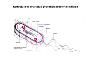 Estructura de una célula procariota (bacteriana) típica
 