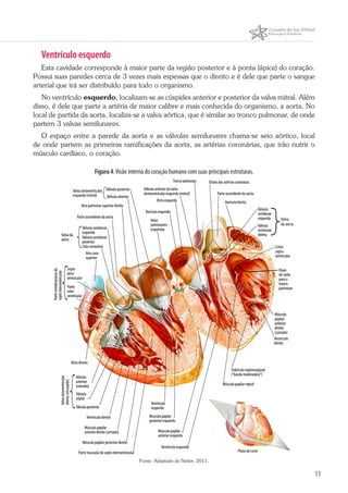 11
Ventrículo esquerdo
Esta cavidade corresponde à maior parte da região posterior e à ponta (ápice) do coração.
Possui suas paredes cerca de 3 vezes mais espessas que o direito e é dele que parte o sangue
arterial que irá ser distribuído para todo o organismo.
No ventrículo esquerdo, localizam-se as cúspides anterior e posterior da valva mitral. Além
disso, é dele que parte a artéria de maior calibre e mais conhecida do organismo, a aorta. No
local de partida da aorta, localiza-se a valva aórtica, que é similar ao tronco pulmonar, de onde
partem 3 valvas semilunares.
O espaço entre a parede da aorta e as válvulas semilunares chama-se seio aórtico, local
de onde partem as primeiras ramificações da aorta, as artérias coronárias, que irão nutrir o
músculo cardíaco, o coração.
Figura 4.Visão interna do coração humano com suas principais estruturas.
Fonte: Adaptado de Netter, 2011.
 