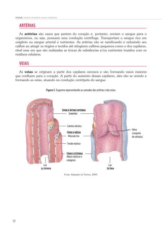 12
Unidade: Sistemas circulatório, imune e respiratório
ARTÉRIAS
As artérias são vasos que partem do coração e, portanto, enviam o sangue para o
organismos, ou seja, possuem uma condução centrífuga. Transportam o sangue rico em
oxigênio ou sangue arterial e nutrientes. As artérias vão se ramificando e reduzindo seu
calibre ao atingir os órgãos e tecidos até atingirem calibres pequenos como o dos capilares,
nível esse em que são realizadas as trocas de substâncias e/ou nutrientes trazidos com os
resíduos celulares.
VEIAS
As veias se originam a partir dos capilares venosos e vão formando vasos maiores
que confluem para o coração. A partir do aumento desses capilares, eles vão se unindo e
formando as veias, atuando na condução centrípeta do sangue.
Figura 5. Esquema representando as camadas das artérias e das veias.
Fonte: Adaptado de Tortora, 2009.
 