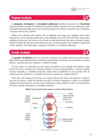 13
Pequena circulação
A pequena circulação ou circulação pulmonar também conhecida por funcional
inicia-se quando o sangue é bombeado do ventrículo direito através do tronco pulmonar e será
conduzido pela bifurcação que forma as artérias pulmonares direita e esquerda, que conduzirão
o sangue venoso até o pulmão.
Dentro dos pulmões estas artérias vão se dividindo até chegar aos capilares, local onde,
juntamente, com os alvéolos pulmonares, será realizada a troca do CO2 pelo O2 e segue pelos
capilares venosos que, por sua vez, irão formar as veias pulmonares que agora carrega o sangue
arterial. A partir daí, há duas veias pulmonares que, de cada pulmão, irão conduzir o sangue até
o átrio esquerdo, fechando assim a pequena circulação ou circulação pulmonar.
Grande circulação
A grande circulação parte do ventrículo esquerdo do coração através da artéria aorta.
Vale lembrar que ainda partem do ventrículo esquerdo dois ramos que são as artérias coronárias
direita e esquerda que irão abastecer o próprio coração.
A aorta parte do ventrículo em um trajeto ascendente e em seguida descendente, onde
forma um arco e se divide em 3 grandes artérias; o tronco braquiocefálico, a artéria carótida
comum esquerda e a subclávica esquerda. Essas irão se subdividir em uma grande rede de
artérias que irão abastecer os membros inferiores, superiores e órgãos internos.
Com isso, este sangue irá retornar ao coração através das veias cava superior e inferior,
que irão se formar a partir da reunião de todas as veias de organismos. Assim, as cavidades
cardíacas do lado esquerdo, a aorta e suas ramificações, redes capilares e veias correspondentes
formam a grande circulação ou circulação sistêmica.
Figura 6. Esquema representando a pequena e a grande circulação sanguínea.
Fonte: iStock/Getty Images
 