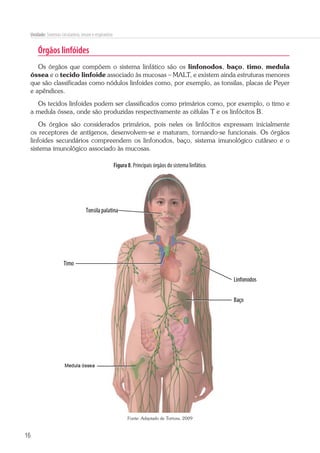 16
Unidade: Sistemas circulatório, imune e respiratório
Órgãos linfóides
Os órgãos que compõem o sistema linfático são os linfonodos, baço, timo, medula
óssea e o tecido linfoide associado às mucosas – MALT, e existem ainda estruturas menores
que são classificadas como nódulos linfoides como, por exemplo, as tonsilas, placas de Peyer
e apêndices.
Os tecidos linfoides podem ser classificados como primários como, por exemplo, o timo e
a medula óssea, onde são produzidas respectivamente as células T e os linfócitos B.
Os órgãos são considerados primários, pois neles os linfócitos expressam inicialmente
os receptores de antígenos, desenvolvem-se e maturam, tornando-se funcionais. Os órgãos
linfoides secundários compreendem os linfonodos, baço, sistema imunológico cutâneo e o
sistema imunológico associado às mucosas.
Figura 8. Principais órgãos do sistema linfático.
Fonte: Adaptado de Tortora, 2009
 