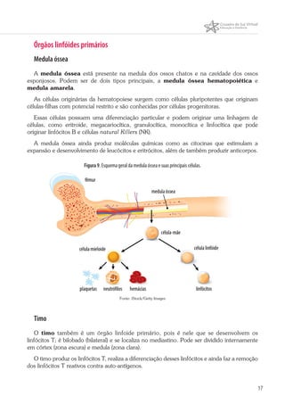 17
Órgãos linfóides primários
Medula óssea
A medula óssea está presente na medula dos ossos chatos e na cavidade dos ossos
esponjosos. Podem ser de dois tipos principais, a medula óssea hematopoiética e
medula amarela.
As células originárias da hematopoiese surgem como células pluripotentes que originam
células-filhas com potencial restrito e são conhecidas por células progenitoras.
Essas células possuem uma diferenciação particular e podem originar uma linhagem de
células, como eritroide, megacariocítica, granulocítica, monocítica e linfocítica que pode
originar linfócitos B e células natural Killers (NK).
A medula óssea ainda produz moléculas químicas como as citocinas que estimulam a
expansão e desenvolvimento de leucócitos e eritrócitos, além de também produzir anticorpos.
Figura 9. Esquema geral da medula óssea e suas principais células.
Fonte: iStock/Getty Images
Timo
O timo também é um órgão linfoide primário, pois é nele que se desenvolvem os
linfócitos T; é bilobado (bilateral) e se localiza no mediastino. Pode ser dividido internamente
em córtex (zona escura) e medula (zona clara).
O timo produz os linfócitos T, realiza a diferenciação desses linfócitos e ainda faz a remoção
dos linfócitos T reativos contra auto-antígenos.
 