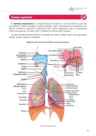 19
Sistema respiratório
O sistema respiratório é o responsável por transportar o ar para dentro e para fora
dos pulmões. Pode ser dividido na parte condutora, que é responsável por transportar o ar,
filtrá-lo, purificá-lo, aquecê-lo e umedecê-lo até a parte respiratória, que é a responsável
pelas trocas gasosas, ou seja, trocar o dióxido de carbono pelo oxigênio.
A parte condutora deste sistema é constituída por nariz, cavidade nasal, seios paranasais,
faringe, laringe, traqueia e brônquios.
Figura 10. Esquema do sistema respiratório e suas principais estruturas.
Fonte: Wikimedia Commons
 