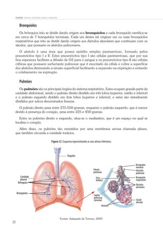 22
Unidade: Sistemas circulatório, imune e respiratório
Bronquíolos
Os brônquios irão se dividir dando origem aos bronquíolos e cada bronquíolo ramifica-se
em cerca de 7 branquíolos terminais. Cada um destes irá originar um ou mais bronquíolos
respiratórios que irão se dividir dando origem aos dúctulos alveolares que continuam com os
sáculos, que possuem os alvéolos pulmonares.
O alvéolo é uma área que possui epitélio simples pavimentoso, formado pelos
pneumócitos tipo I e II. Estes pneumócitos tipo I são células pavimentosas, que por sua
fina espessura facilitam a difusão de O2 para o sangue e os pneumócitos tipo II são células
cúbicas que possuem surfactante pulmonar que é exocitado da célula e cobre a superfície
dos alvéolos diminuindo a tensão superficial facilitando a expansão na expiração e evitando
o colabamento na expiração.
Pulmões
Os pulmões são os principais órgãos do sistema respiratório. Estes ocupam grande parte da
cavidade abdominal, sendo o pulmão direito dividido em três lobos (superior, médio e inferior)
e o pulmão esquerdo dividido em dois lobos (superior e inferior), e estes são visivelmente
divididos por sulcos denominados fissuras.
O pulmão direito pesa entre 275-550 gramas, enquanto o pulmão esquerdo, que é menor
devido à presença do coração, pesa entre 225 e 450 gramas.
Entre os pulmões direito e esquerdo, situa-se o mediastino, que é um espaço no qual se
localiza o coração.
Além disso, os pulmões são revestidos por uma membrana serosa chamada pleura,
que também circunda a cavidade torácica.
Figura 12. Esquema representando as vias aéreas inferiores.
Fontes: Adaptado de Tortora, 2009.
 