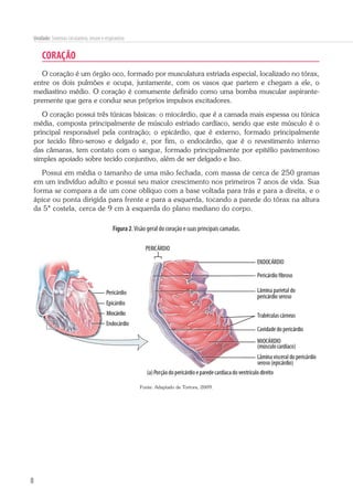 8
Unidade: Sistemas circulatório, imune e respiratório
CORAÇÃO
O coração é um órgão oco, formado por musculatura estriada especial, localizado no tórax,
entre os dois pulmões e ocupa, juntamente, com os vasos que partem e chegam a ele, o
mediastino médio. O coração é comumente definido como uma bomba muscular aspirante-
premente que gera e conduz seus próprios impulsos excitadores.
O coração possui três túnicas básicas: o miocárdio, que é a camada mais espessa ou túnica
média, composta principalmente de músculo estriado cardíaco, sendo que este músculo é o
principal responsável pela contração; o epicárdio, que é externo, formado principalmente
por tecido fibro-seroso e delgado e, por fim, o endocárdio, que é o revestimento interno
das câmaras, tem contato com o sangue, formado principalmente por epitélio pavimentoso
simples apoiado sobre tecido conjuntivo, além de ser delgado e liso.
Possui em média o tamanho de uma mão fechada, com massa de cerca de 250 gramas
em um indivíduo adulto e possui seu maior crescimento nos primeiros 7 anos de vida. Sua
forma se compara a de um cone oblíquo com a base voltada para trás e para a direita, e o
ápice ou ponta dirigida para frente e para a esquerda, tocando a parede do tórax na altura
da 5ª costela, cerca de 9 cm à esquerda do plano mediano do corpo.
Figura 2.Visão geral do coração e suas principais camadas.
Fonte: Adaptado de Tortora, 2009.
 