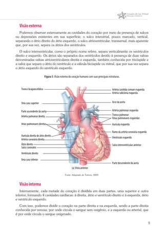 9
Visão externa
Podemos observar externamente as cavidades do coração por meio da presença de sulcos
ou depressões existentes em sua superfície; o sulco interatrial, pouco marcado, vertical,
separando o átrio direito do átrio esquerdo, o sulco atrioventricular, transversal, mais aparente
que, por sua vez, separa os átrios dos ventrículos.
O sulco interventricular, como o próprio nome refere, separa verticalmente os ventrículos
direito e esquerdo. Os átrios são separados dos ventrículos devido à presença de duas valvas
denominadas valvas atrioventriculares direita e esquerda, também conhecida por tricúspide e
a valva que separa o átrio do ventrículo e a válvula bicúspide ou mitral, que por sua vez separa
o átrio esquerdo do ventrículo esquerdo.
Figura 3.Visão externa do coração humano com suas principais estruturas.
Fonte: Adaptado de Tortora, 2009.
Visão interna
Internamente, cada metade do coração é dividida em duas partes, uma superior e outra
inferior, formando 4 cavidades cardíacas: à direita, átrio e ventrículo direito e à esquerda, átrio
e ventrículo esquerdo.
Com isso, podemos dividir o coração na parte direita e na esquerda, sendo a parte direita
conhecida por venosa, por onde circula o sangue sem oxigênio, e a esquerda ou arterial, que
é por onde circula o sangue oxigenado.
 