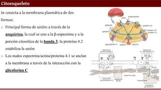 Citoesqueleto
Se conecta a la membrana plasmática de dos
formas:
o Principal forma de unión: a través de la
anquirina, la cual se une a la β-espectrina y a la
porción citosólica de la banda 3; la proteína 4.2
estabiliza la unión
o Los nudos espectrina/actina/proteína 4.1 se anclan
a la membrana a través de la interacción con la
glicoforina C
 