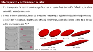 Citoesqueleto y deformación celular
o El citoesqueleto de espectrina desempeña un rol activo en la deformación del eritrocito al ser
sometido a estrés mecánico
o Frente a dichos estímulos, la red de espectrina se rearregla: algunas moléculas de espectrina se
desenrollan y extienden, mientras que otras se comprimen, cambiando así la forma de la célula;
estos procesos utilizan ATP
Li et al. Phil Trans R Soc A 2014
 