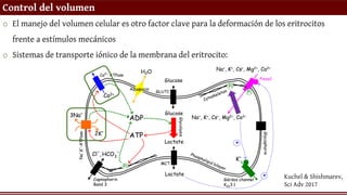 Control del volumen
o El manejo del volumen celular es otro factor clave para la deformación de los eritrocitos
frente a estímulos mecánicos
o Sistemas de transporte iónico de la membrana del eritrocito:
Kuchel & Shishmarev,
Sci Adv 2017
 