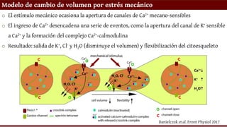Modelo de cambio de volumen por estrés mecánico
o El estímulo mecánico ocasiona la apertura de canales de Ca2+ mecano-sensibles
o El ingreso de Ca2+ desencadena una serie de eventos, como la apertura del canal de K+ sensible
a Ca2+ y la formación del complejo Ca2+-calmodulina
o Resultado: salida de K+, Cl- y H2O (disminuye el volumen) y flexibilización del citoesqueleto
Danielczok et al. Front Physiol 2017
 